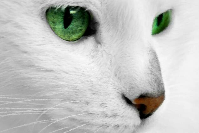 Белый кот. - оригинал