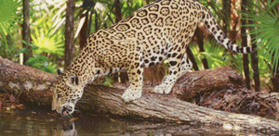 леопард - хищник, джунгли - предпросмотр