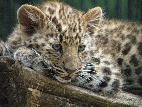 тигренок-леопардик - дикие животные, тигры, кошки, леопард - оригинал