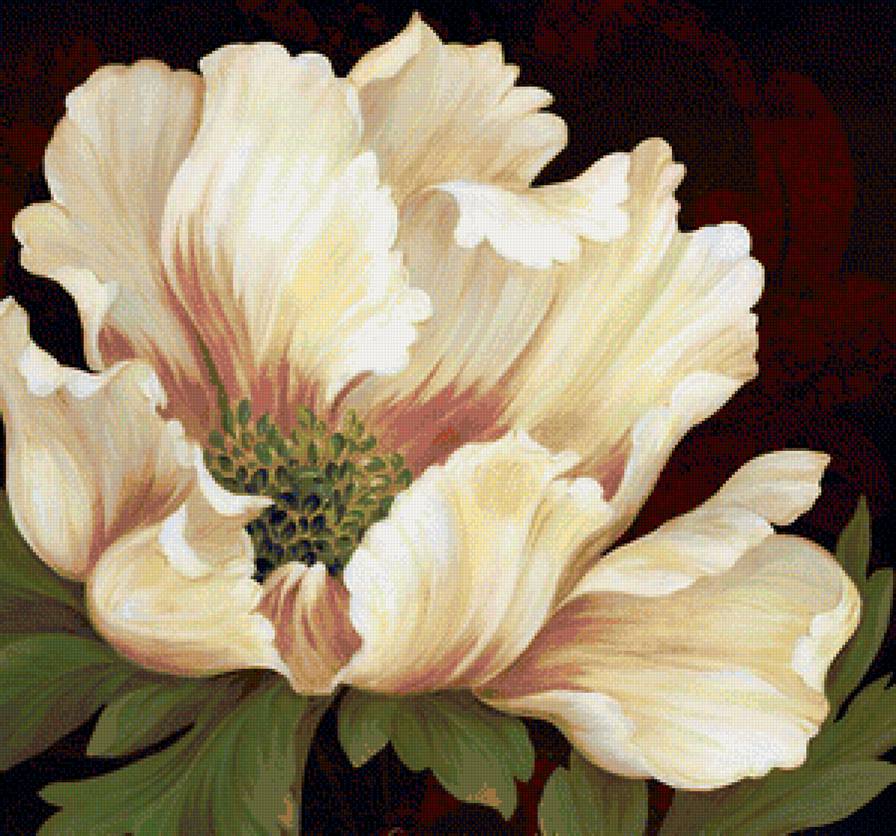 Пион - пионы, цветы, пион - предпросмотр