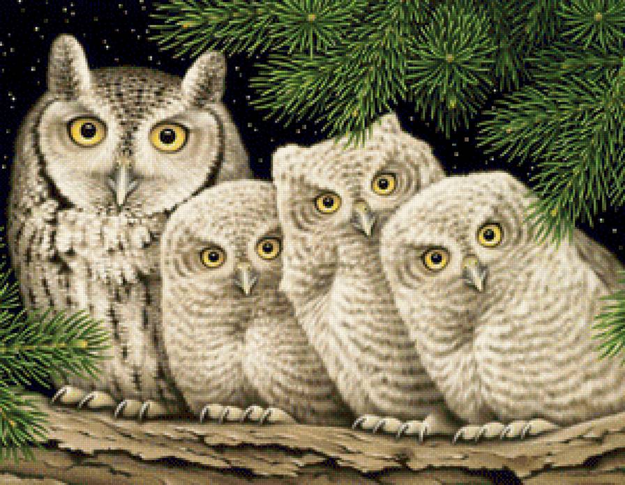 Совушки - птицы, птица, сова - предпросмотр