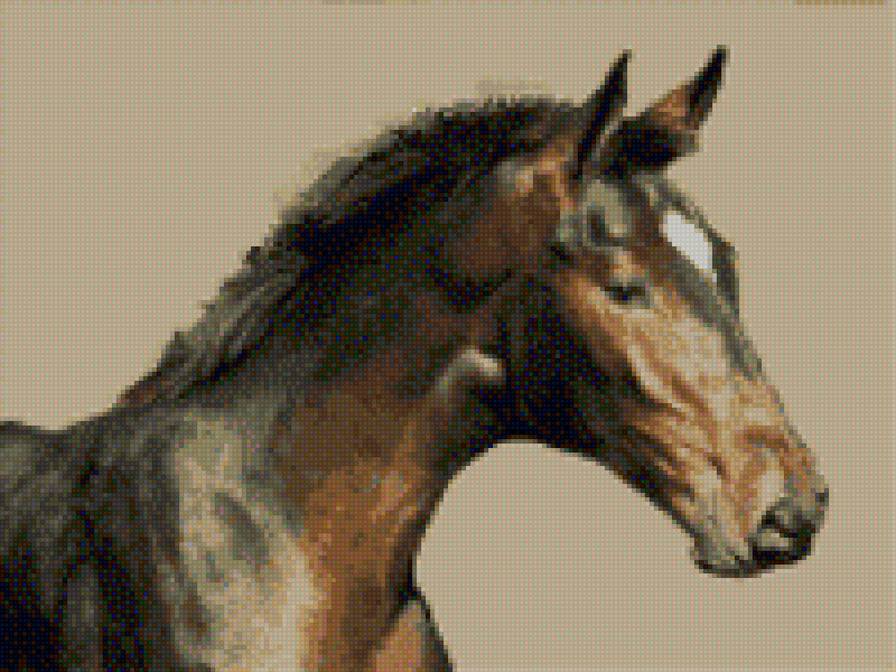 Красавец конь - предпросмотр