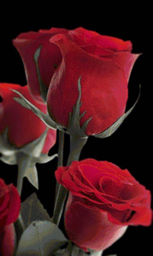 розы на черном - предпросмотр