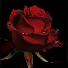 Схема вышивки «роза»