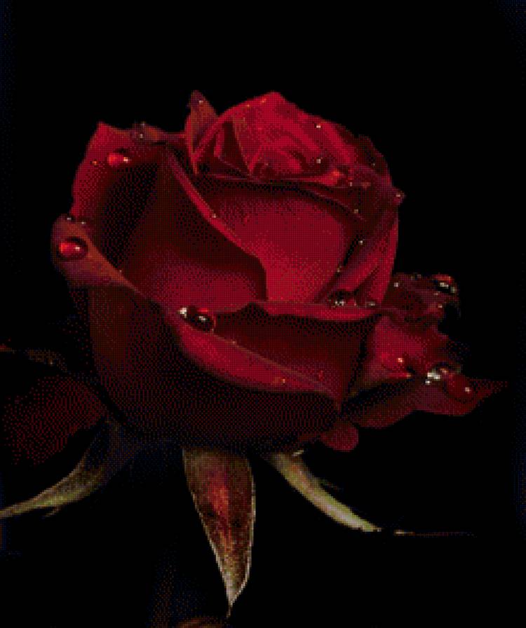 роза - предпросмотр