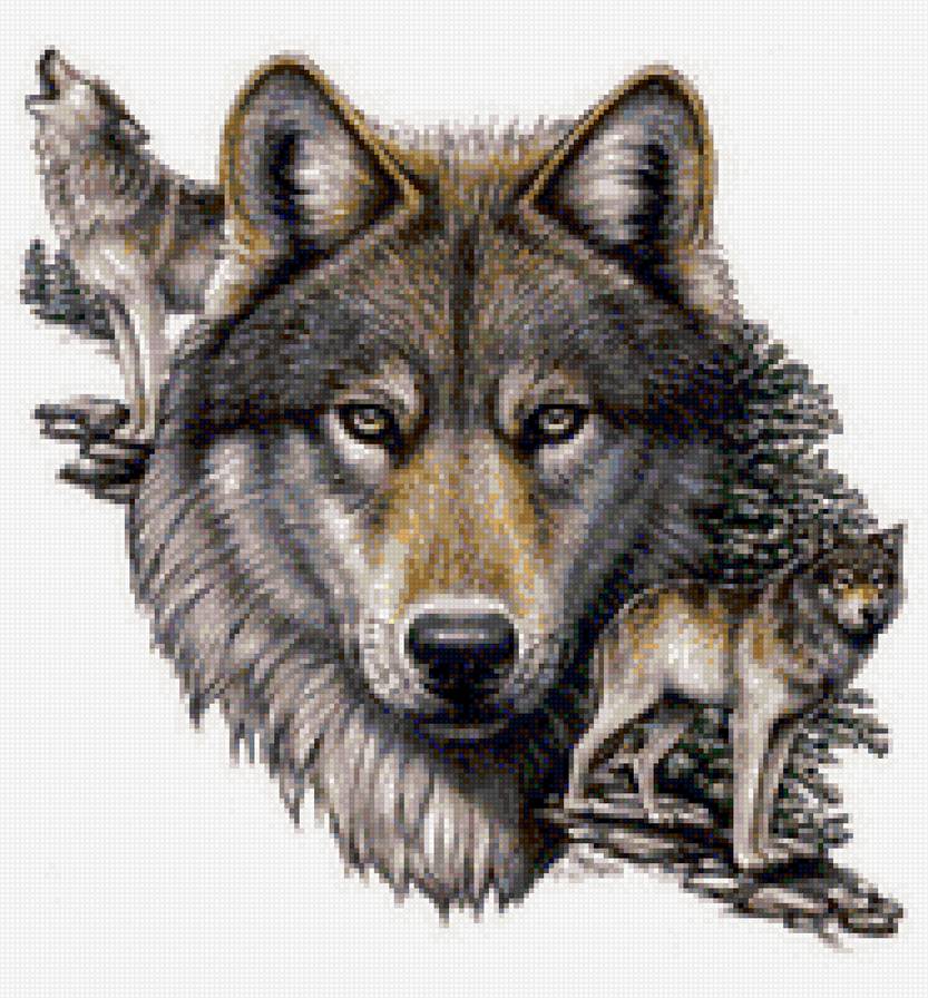 волки - животные. волк - предпросмотр