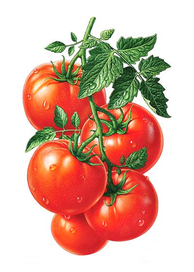 Томатная панель - панно, помидоры, панель, томаты, для кухни, овощи, натюрморт - оригинал