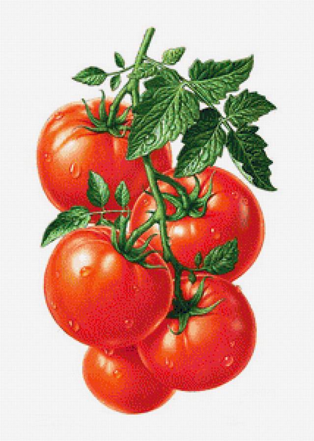 Томатная панель - помидоры, томаты, для кухни, овощи, натюрморт, панно, панель - предпросмотр