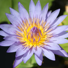 Схема вышивки «Лотос Вьетнама»