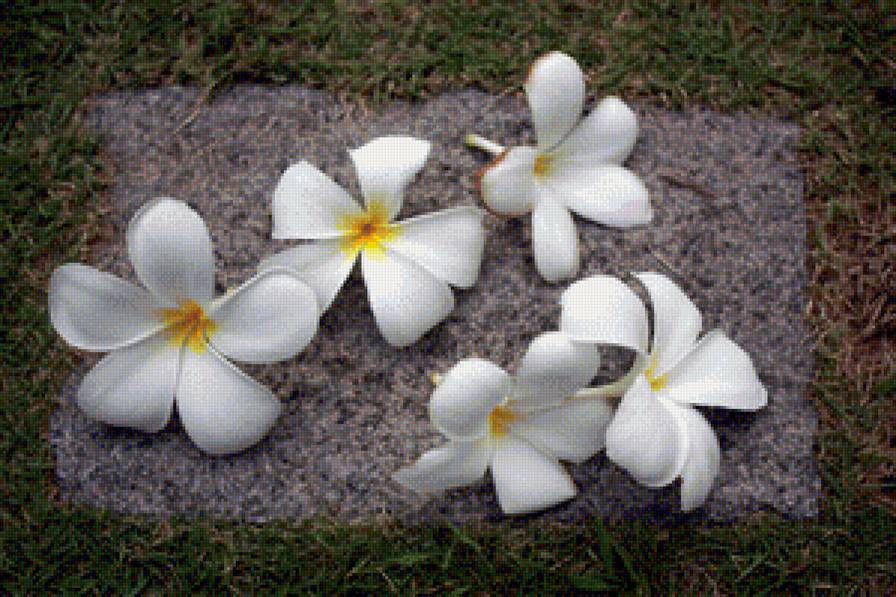 Плюмерия - цветы - предпросмотр