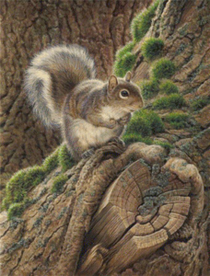 белка - предпросмотр