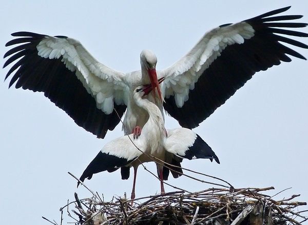 Аисты - оригинал