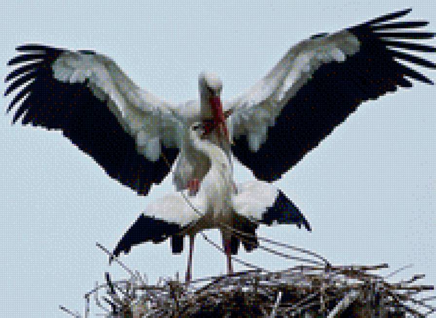 Аисты - предпросмотр