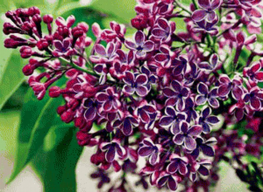 сирень - сирень, весна. природа, цветы - предпросмотр