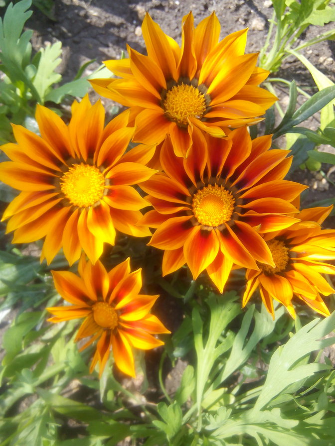 желтые цветы - цветы, весна, лето, природа, подсонух - оригинал