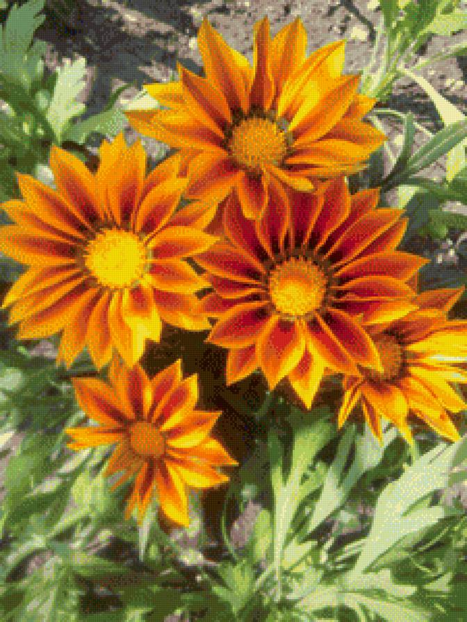 желтые цветы - цветы, лето, подсонух, природа, весна - предпросмотр