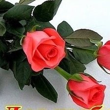 Схема вышивки «№1204805»