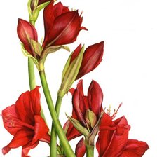 Схема вышивки «№1205061»