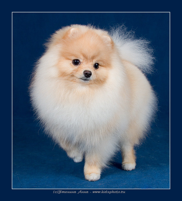 №1205125 - оригинал