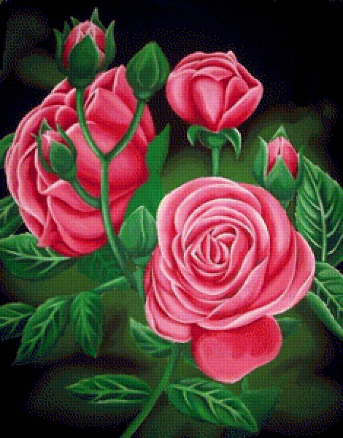 Розы - цветок, цветы, роза, букет - предпросмотр