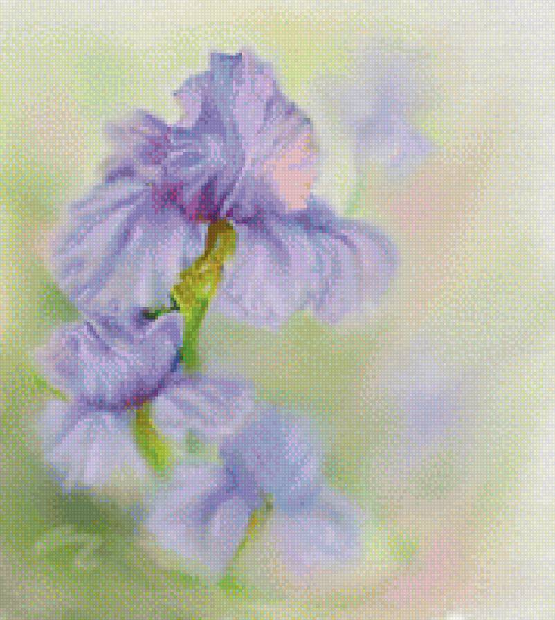 Ирисы. Bonnie Willis - художники, цветы - предпросмотр