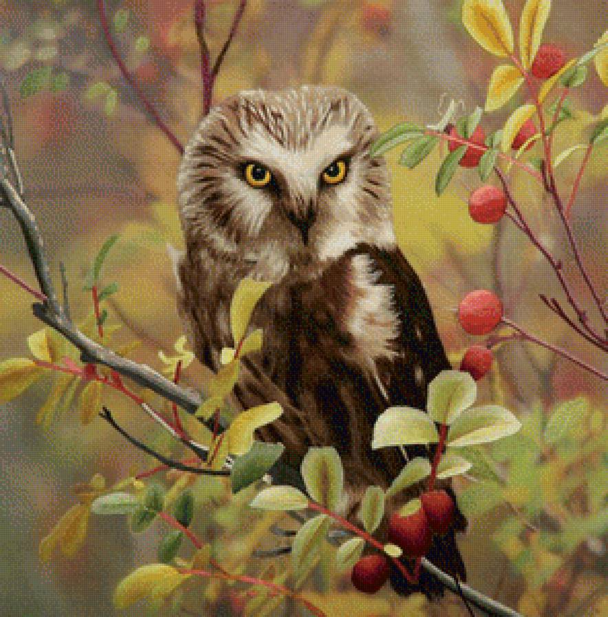 Лесная красавица - природа, птицы - предпросмотр