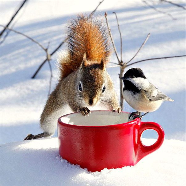 Утренний кофе - звери - оригинал