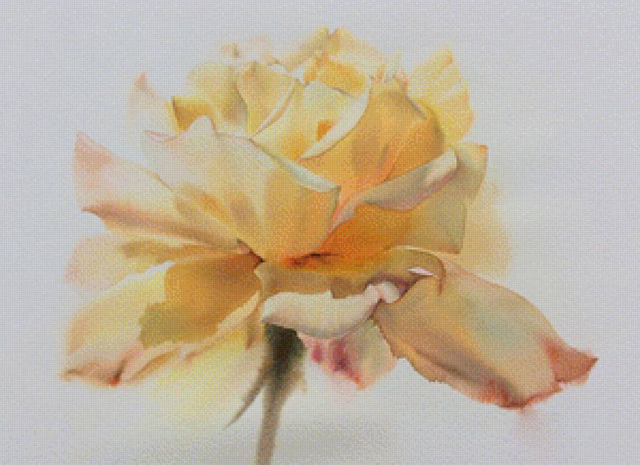 Роза 2. Sattha Homsawat ( La Fe) - художники, цветы - предпросмотр