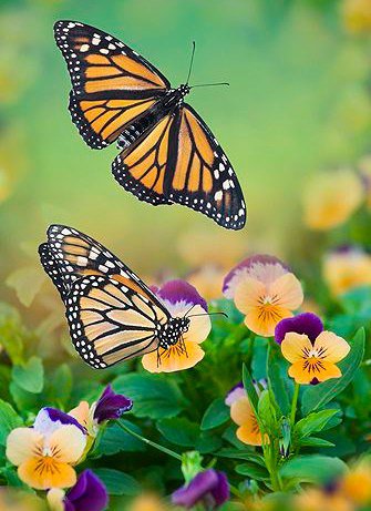 бабочки - лето, цветы, анютины глазки - оригинал