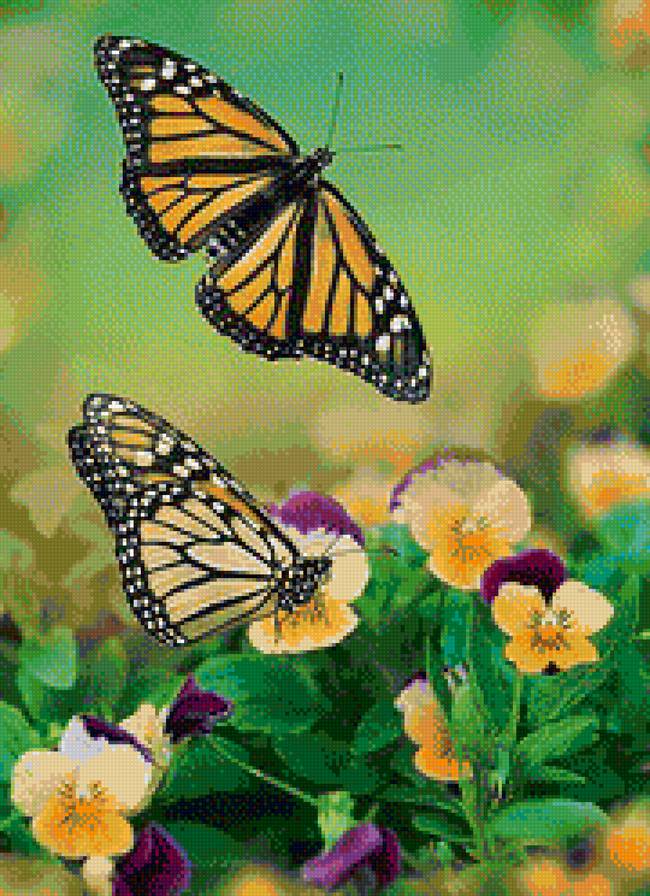 бабочки - лето, цветы, анютины глазки - предпросмотр