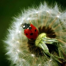 Схема вышивки «цветок»