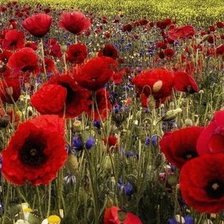 Схема вышивки «маки»