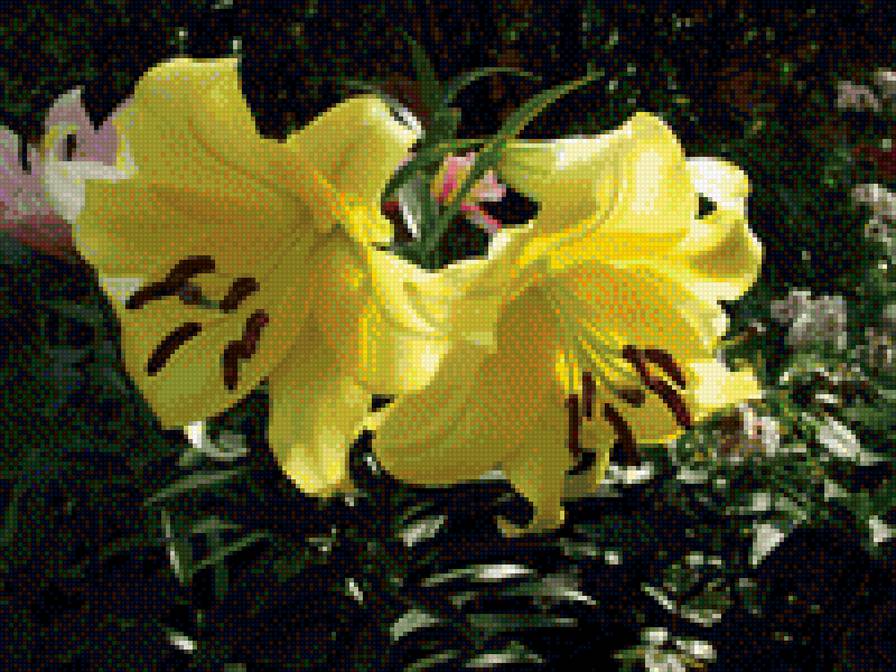 Лилия - лилии, цветы - предпросмотр