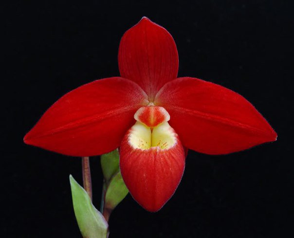 башмачек - флора, цветок, красота, орхидея - оригинал