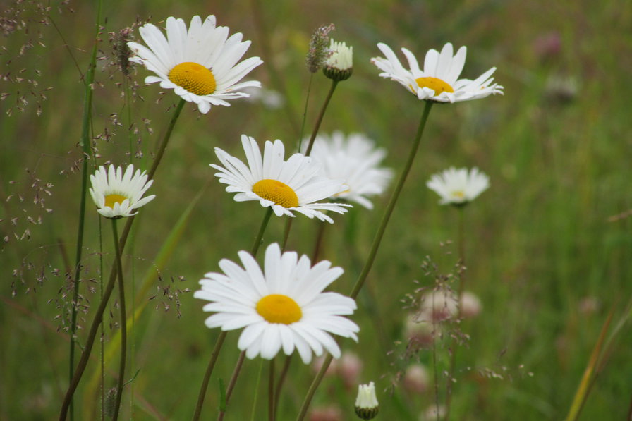 лето - лето . ромашки - оригинал