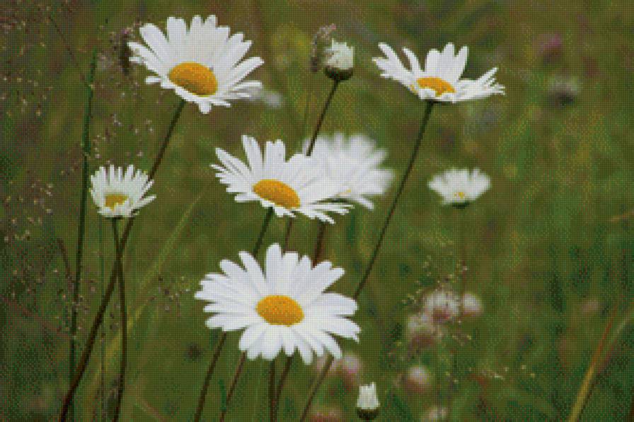 лето - лето . ромашки - предпросмотр