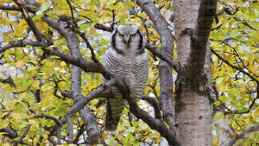 сова - осень природа сова - предпросмотр