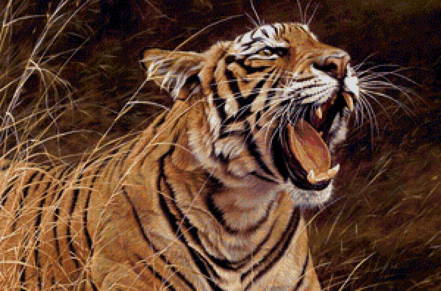 Тигр - животные, природа, тигр, дикие хищные кошки, анималисты, тигры - предпросмотр