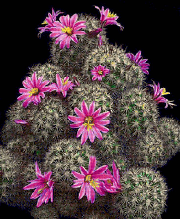 кактус - кактусы, цветы - предпросмотр