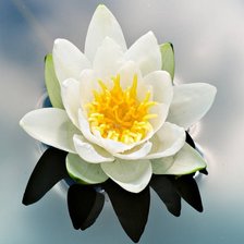 Схема вышивки «цветок»