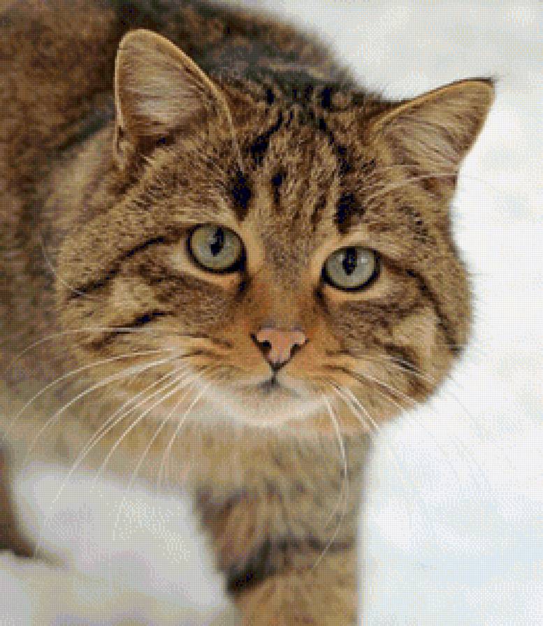 Красавчик - домашний любимец, домашний питомец, кот, кошки, животные, взгляд, снег - предпросмотр