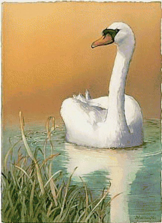 белый лебедь - предпросмотр