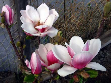 №1208786 - оригинал