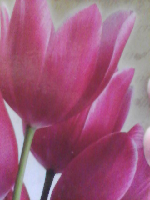 тюльпаны - оригинал