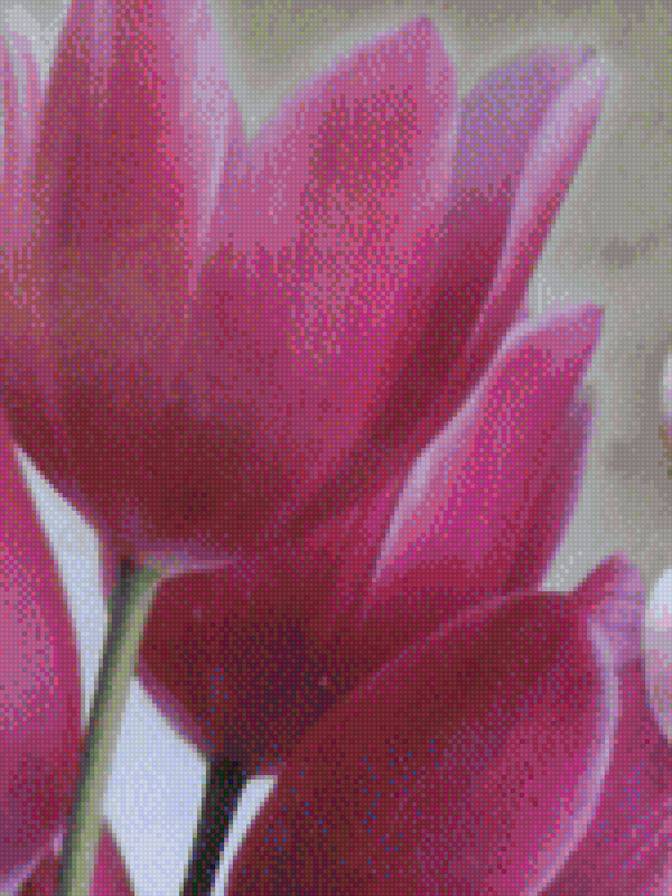 тюльпаны - предпросмотр