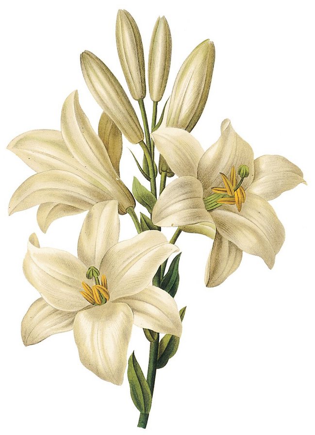 Белая лилия - цветок, лилия, цветы, белый - оригинал