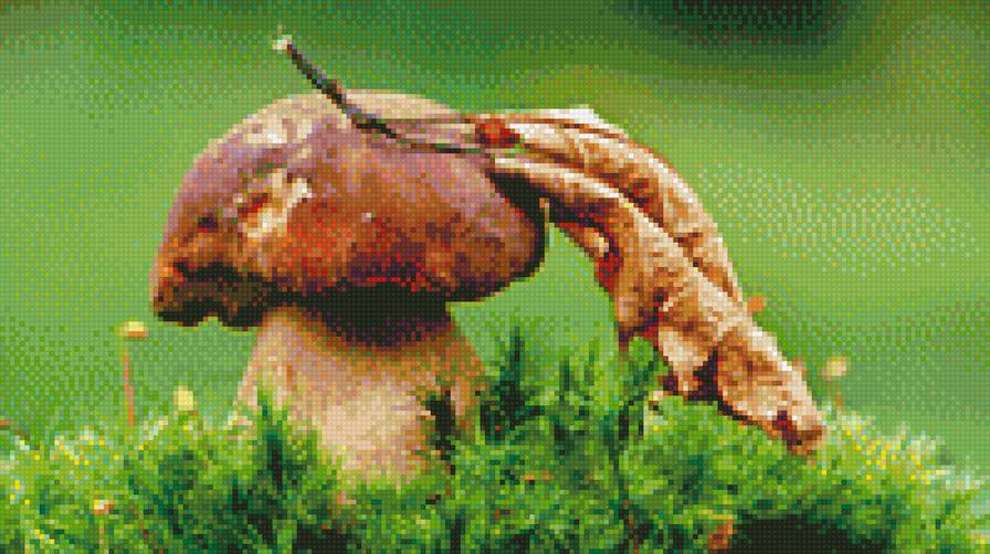 Гриб - природа, лес, грибы - предпросмотр