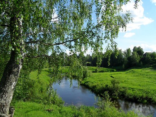 Березка у реки - береза, берег, река, лето - оригинал