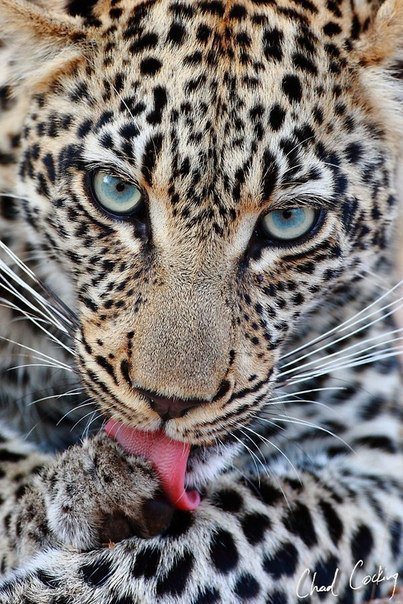 Леопард - леопард, дикие кошки, животные - оригинал