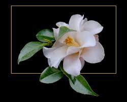 на черном - оригинал